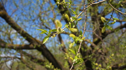 Flowering willow branches on a blue sky background, beautiful landscape