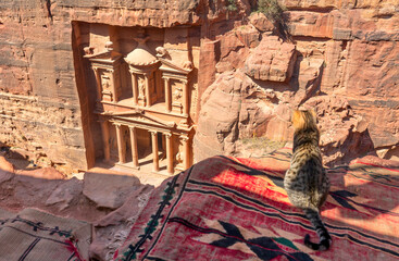 Cat Inside on Bedouin Tent looking at  the Treasury at the World Wonder UNESCO Heritage Site of...
