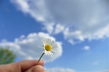 Daisy flower in the blue sky