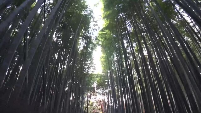 KYOTO, JAPAN - DECEMBER 2021 : Scenery around Arashiyama Bamboo Grove (Sagano Bamboo Forest). Japanese nature image concept video. Time lapse walking view shot.