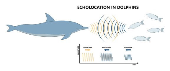 Bio sonar sound detect object locate measure prey wave reflect bat pulse hertz high low echolocate listen echo radar ocean system food signal hear navigate survey scan sea fish depth ship boat target © Pepermpron