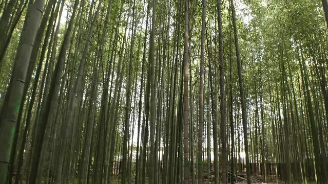KYOTO, JAPAN - DECEMBER 2021 : Scenery around Arashiyama Bamboo Grove (Sagano Bamboo Forest). Japanese nature image concept video.