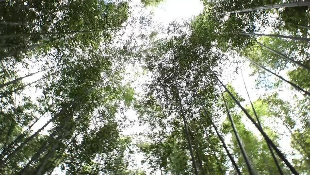 KYOTO, JAPAN - DECEMBER 2021 : Scenery around Arashiyama Bamboo Grove (Sagano Bamboo Forest). Japanese nature image concept video.