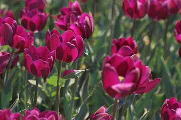 field of purple tulips