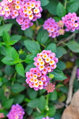 Lantana vaulted lat. Lantana  plants from botanical garden for catalog. Natural lighting effects. Shallow depth of field. handmade of nature. Flower landscape.