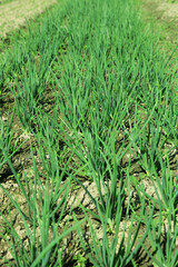 Bed of fresh green onions. Spring organic greens. Healthy and curative food.