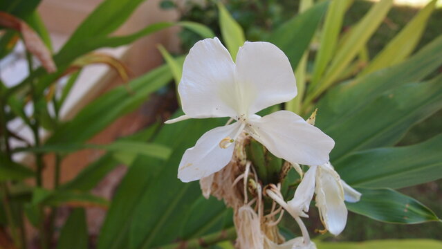 White Ginger Lily Images Browse 1 044 Stock Photos Vectors And Video Adobe Stock