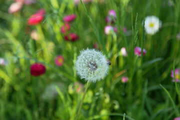 White dandelion flowers in green grass on a background of bright flowers. High-quality photo.