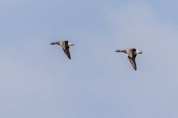Brent goose (Branta bernicla)