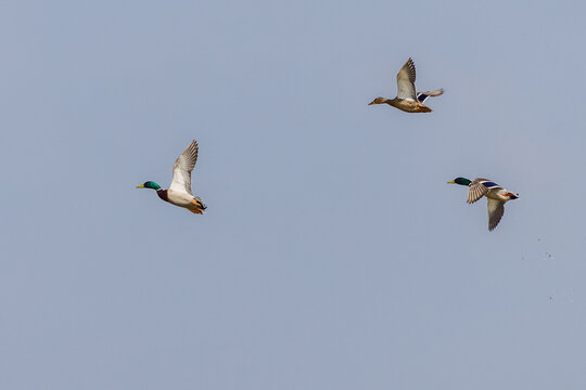 Mallard ( Anas platyrhynchos)