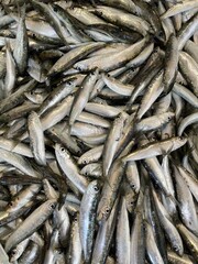 Obraz premium fresh fish at the market