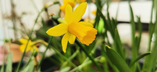 Fototapeta na wymiar yellow daffodils in spring