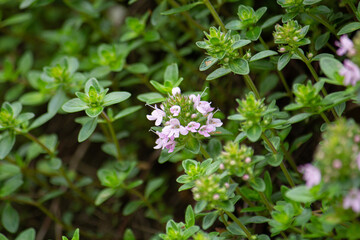 イブキジャコウソウの開花 　学名：Thymus quinquecostatus　ハーブ　初夏、東京で撮影