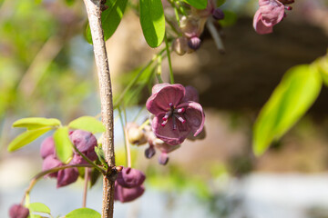 アケビの花が開花　学名：Akebia quinata 　生薬名：モクツウ、春、日本