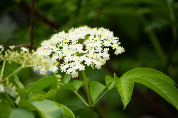 アメリカニワトコ　学名：sambucus canadensis Linn.　別名：カナダニワトコ　花が咲いているところ、東京で撮影、５月