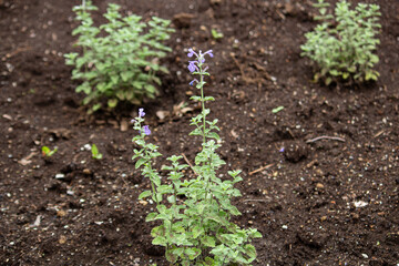 イヌハッカ（学名: Nepeta cataria 、英名: Catnip、漢字: 犬薄荷）、ハーブ、食用、春に撮影（日本）