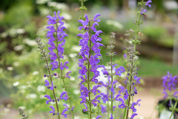サルビア・プラテンシス　 学名：Salvia pratensis　別名：メドーセージ.