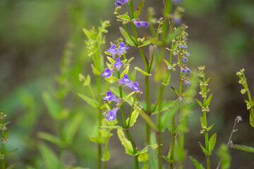 セイタカナミキソウ　別名：ヤンバルナミキソウ　学名：Scutellaria barbata 　生薬名：半枝蓮（ハンシレン）