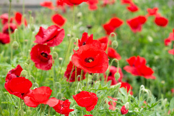 ヒナゲシ （雛芥子、雛罌粟、学名：Papaver rhoeas）別名：シャーレイポピー、グビジンソウ（虞美人草）