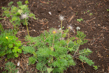セイヨウオキナグサ （西洋オキナグサ）(学名：Pulsatilla vulgaris)