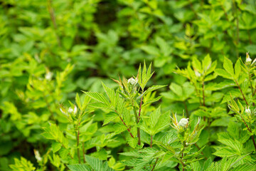 セイヨウナツユキソウのつぼみ　学名：Filipendula　ulmaria　英名：メドウスイート