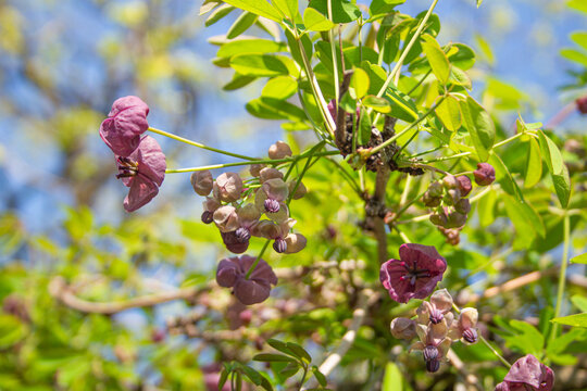 アケビの花が開花　学名：Akebia quinata 　生薬名：モクツウ、春、日本