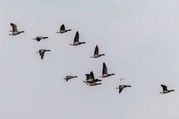 Brent goose (Branta bernicla)