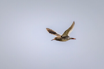 Redshank (Tringa totanus)