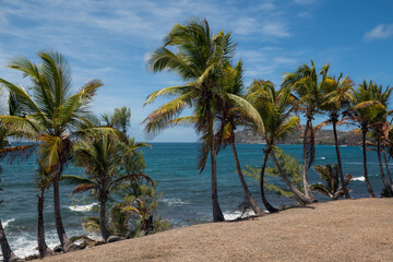 Fototapeta na wymiar Island Palms