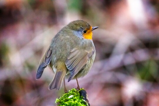 European robin, Erithacus rubecula, or robin redbreast, perched on a branch