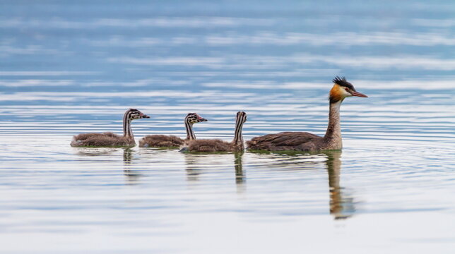 Crested grebe, podiceps cristatus, duck and babies