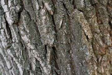 the texture of the bark on a tree of natural color
