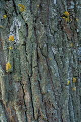 the texture of the bark on a tree of natural color