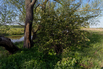 Fototapeta premium Flowering of a jasmine bush in nature, spring 2022, in the upper reaches of the Don River