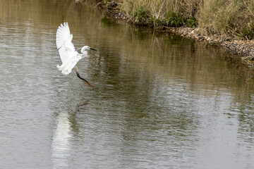 Little egret (Egretta garzetta)
