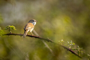 Whitethroat (Curruca communis)