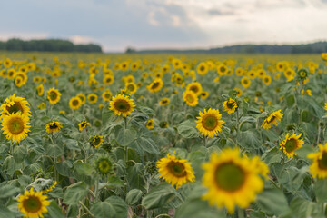 Sunflower field. Sunflower oil. Important food items.