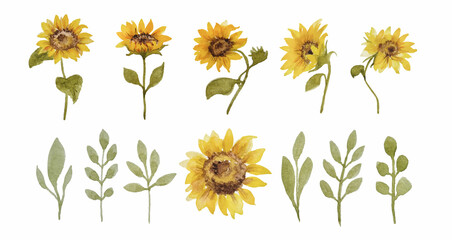 Watercolor sunflowers and herbs hand drawn set. Vector elements on the transparent background. Use for decoration cards, invitations. websites