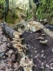 Flowers and trees in the Finca de Osorio Botanical Park near Teror, Gran Canaria Island, Spain