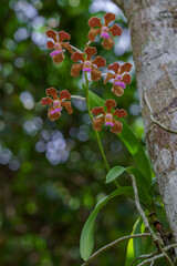 Colorful tropical epiphytic orchid species vanda bensonii with orange brown and purple pink flowers blooming on tree in spring in outdoor environment