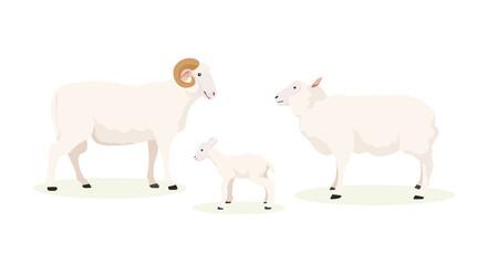 Vector illustration of white ram, sheep and lamb on white background. Farm with natural products in cartoon style.