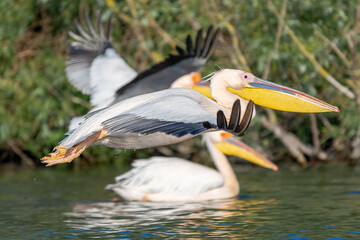 Great white pelican - Pelecanus onocrotalus - taking off for flight with spread wings and another...