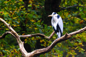 gray herons guard