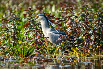 Black-crowned night heron - Nycticorax nycticorax - wading between mint plants. Photo from Danube Delta, Romania.