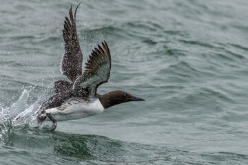 Naklejka premium Guillemot (Uria aalge)