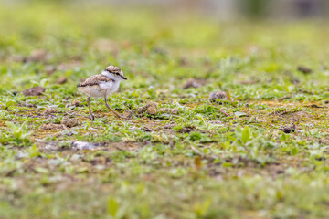 Ringed plover (Charadrius hiaticula)