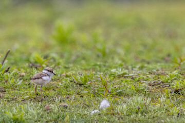 Ringed plover (Charadrius hiaticula)