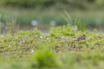 Ringed plover (Charadrius hiaticula)