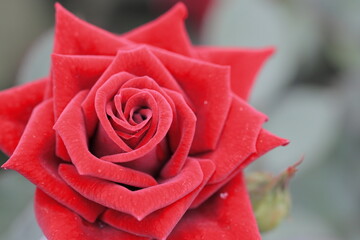 Fototapeta premium バラ