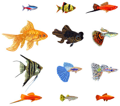Big vector set of colorful aquarium fishes, guppies, swordtail fishes, neon, barbus, telescope, angelfish, golden fish.